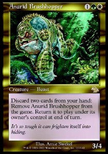 Anurid Brushhopper JUD-137 Rare Good Englisch