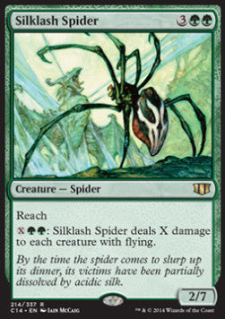 Seidenpeitschen-Spinne C14-214 Rare Excellent Deutsch